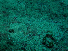 Neotrygon kuhlii (Blaugepunkteter Stechrochen) eingegraben